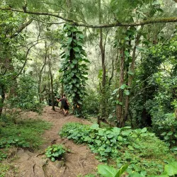 Pali Puka Trail - Kaneohe