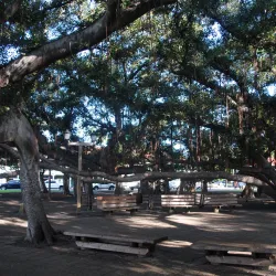Banyan Tree Park - Lahaina