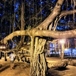 Banyan Tree Park - Lahaina