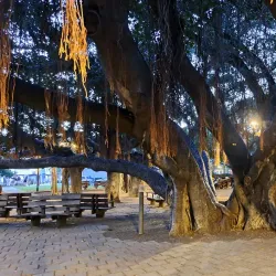 Banyan Tree Park - Lahaina