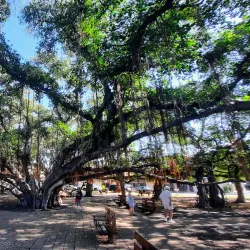 Lahaina Harbor - Lahaina