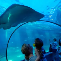 Maui Ocean Center - Lahaina