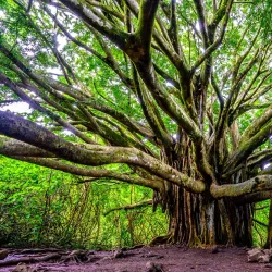 Haleakalā National Park - Maui