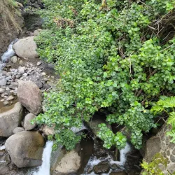 Iao Valley State Park - Maui