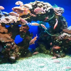 Maui Ocean Center - Maui