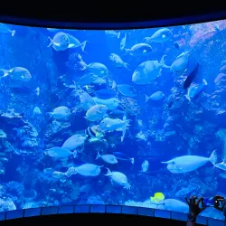 Maui Ocean Center - Maui