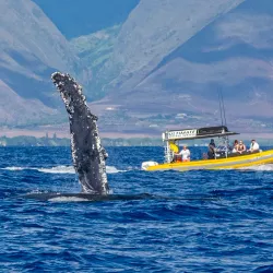 Whale Watching in Lahaina - Maui