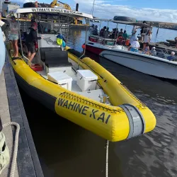 Whale Watching in Lahaina - Maui