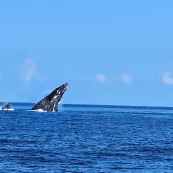 Whale Watching in Lahaina - Maui