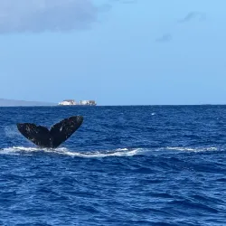 Whale Watching in Lahaina - Maui