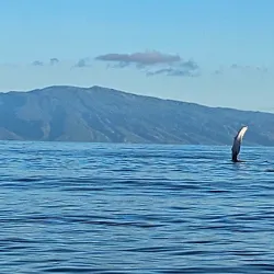 Whale Watching in Lahaina - Maui
