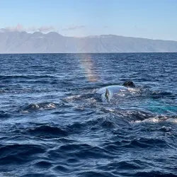 Whale Watching in Lahaina - Maui