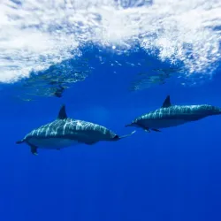 Whale Watching in Lahaina - Maui