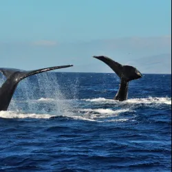 Whale Watching in Lahaina - Maui