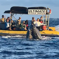Whale Watching in Lahaina - Maui