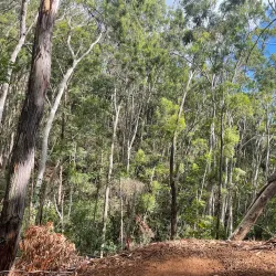 Aiea Loop Trail - Pearl City