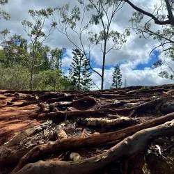 Aiea Loop Trail - Pearl City