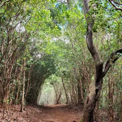 Aiea Loop Trail - Pearl City