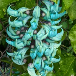 Wahiawa Botanical Garden - Pearl City