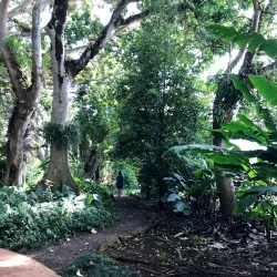 Wahiawa Botanical Garden - Pearl City