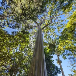 Wahiawa Botanical Garden - Pearl City