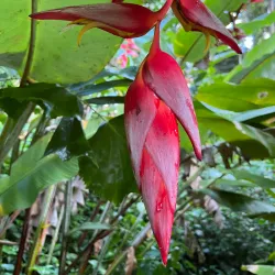 Wahiawa Botanical Garden - Pearl City