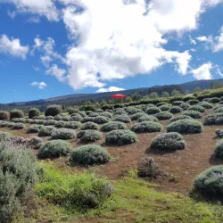 Alii Kula Lavender Farm - Pukalani