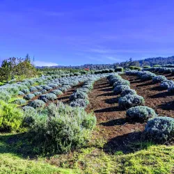 Alii Kula Lavender Farm - Pukalani