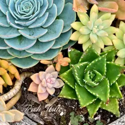 Alii Kula Lavender Farm - Pukalani