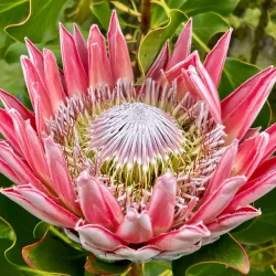 Alii Kula Lavender Farm - Pukalani