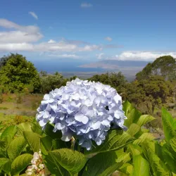Alii Kula Lavender Farm - Pukalani