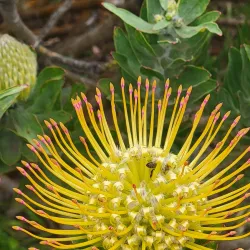 Alii Kula Lavender Farm - Pukalani