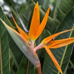 Alii Kula Lavender Farm - Pukalani