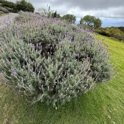 Alii Kula Lavender Farm - Pukalani