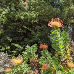 Kula Botanical Garden - Pukalani