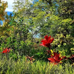 Kula Botanical Garden - Pukalani