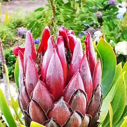 Kula Botanical Garden - Pukalani