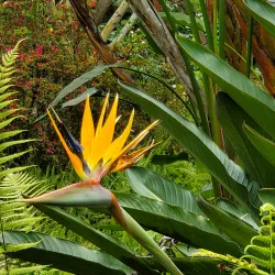 Kula Botanical Garden - Pukalani