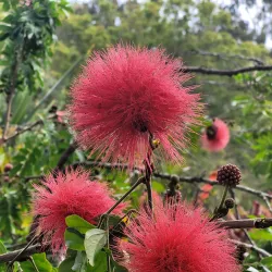 Kula Botanical Garden - Pukalani