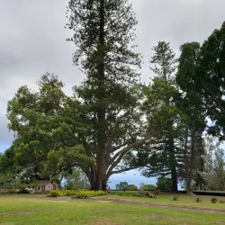 Maui Wine at Ulupalakua Ranch - Pukalani