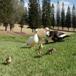 Pukalani Country Club - Pukalani