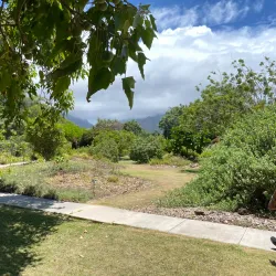 Maui Nui Botanical Gardens - Wailuku