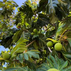 Maui Nui Botanical Gardens - Wailuku
