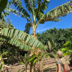 Maui Nui Botanical Gardens - Wailuku