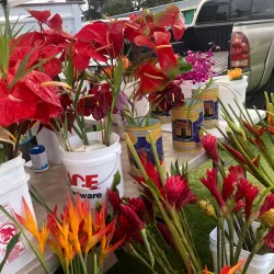 Waimea Farmers Market - Waimea