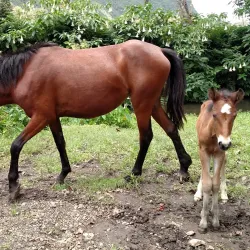 Waipio Valley - Waimea