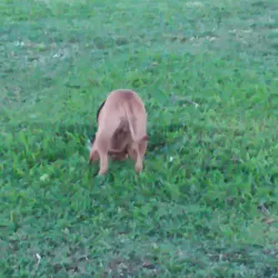 Waipahu District Park - Waipahu