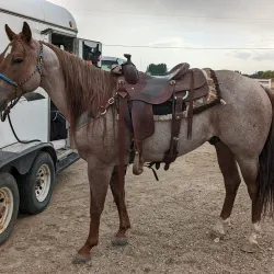 Snake River Stampede Rodeo - Blackfoot