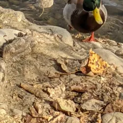 Boise River Greenbelt - Boise