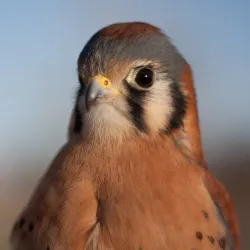World Center for Birds of Prey - Boise